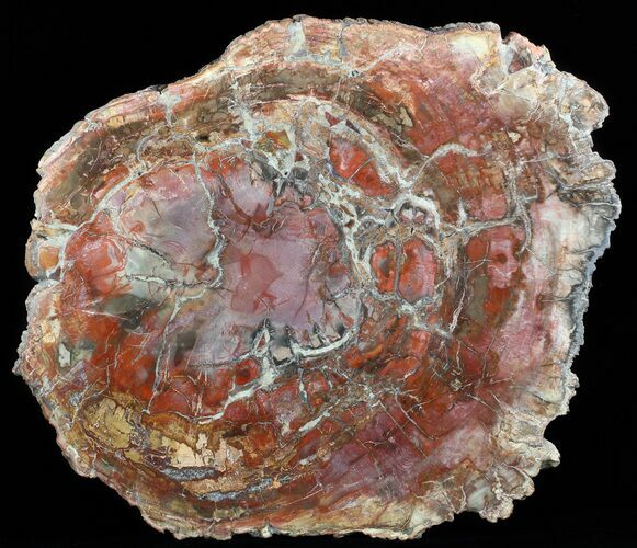 Petrified Wood Round - Rich Red & Purple Colorations #51275